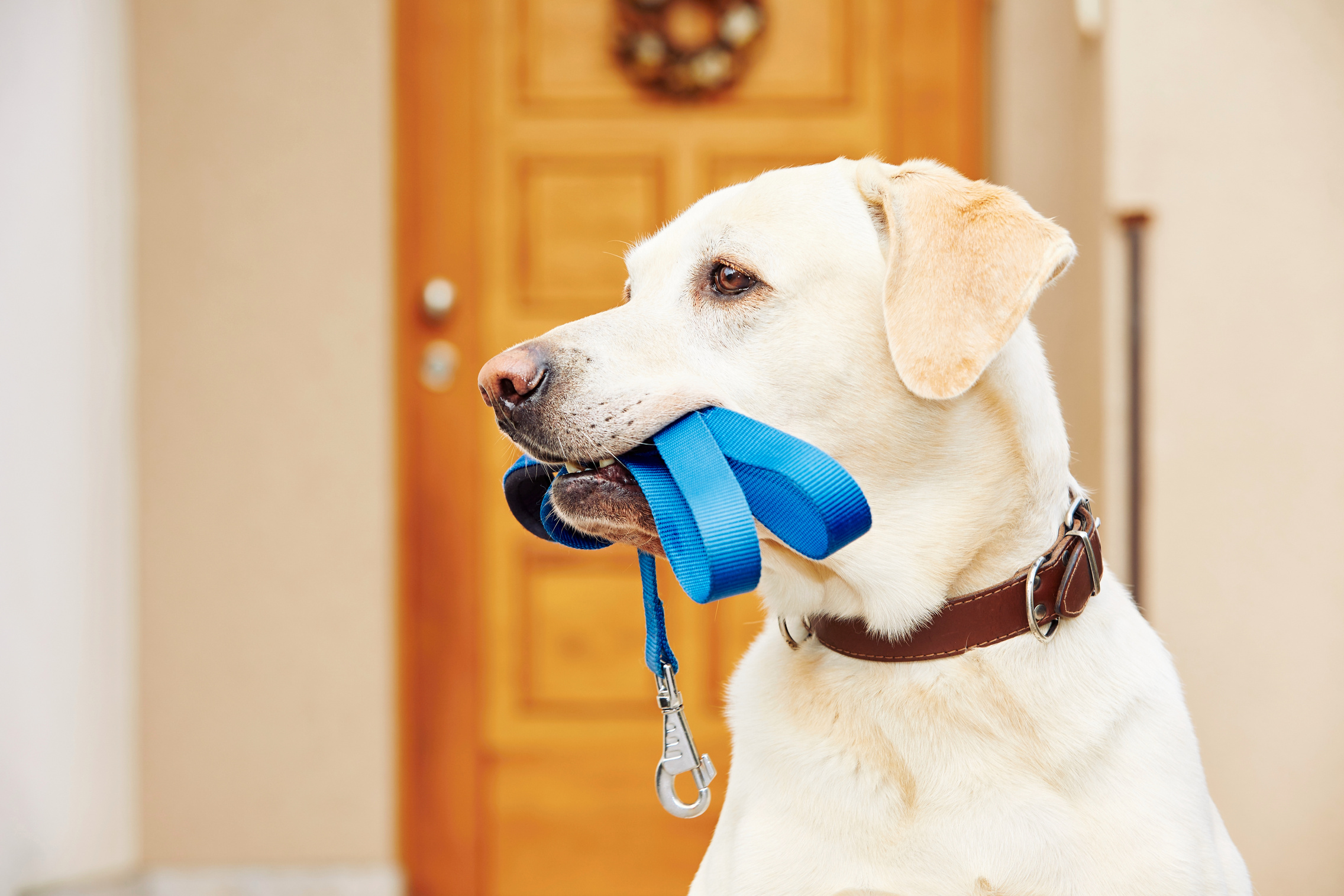 Dog with leash