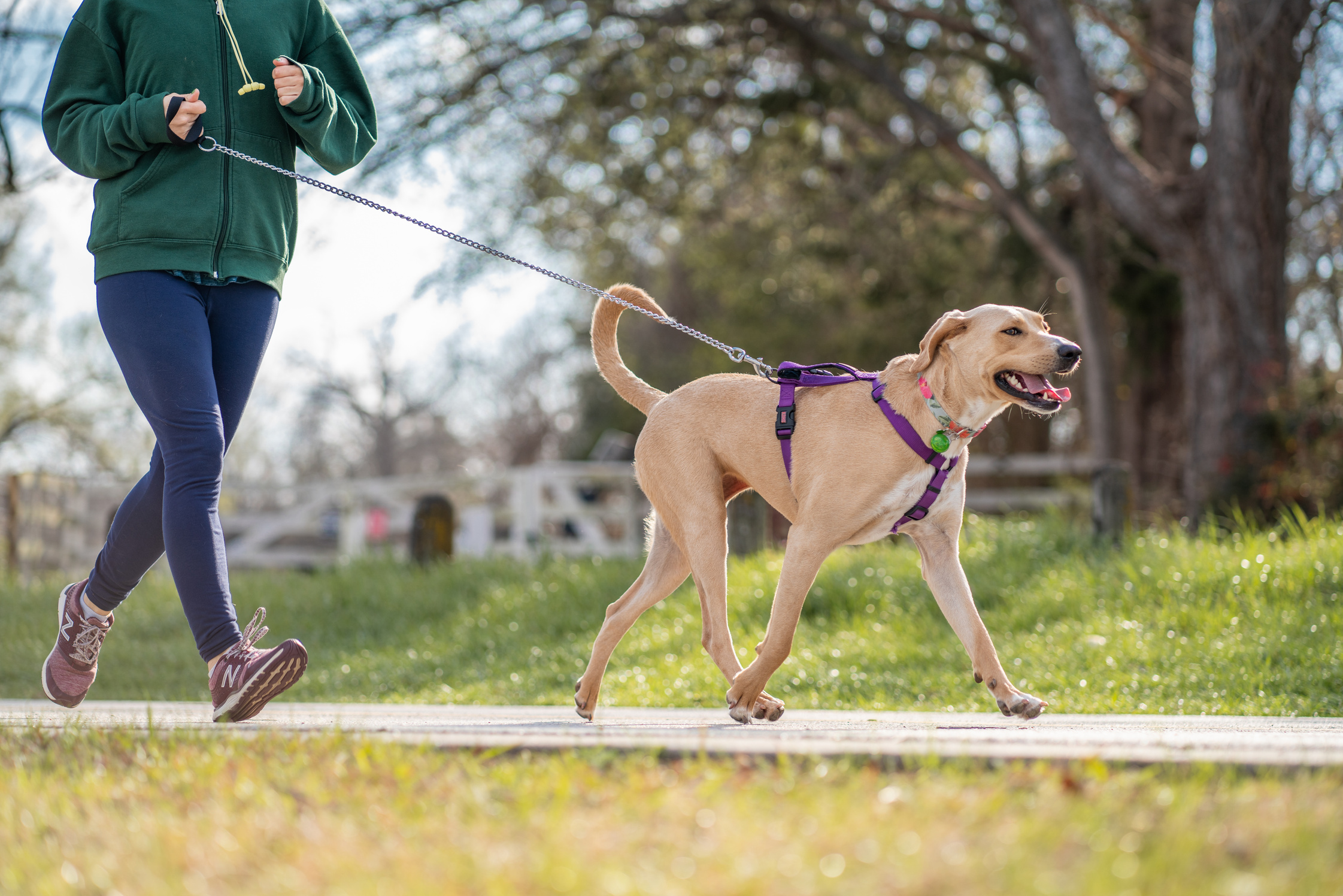 Person Running While Holding the Leash of a Dog