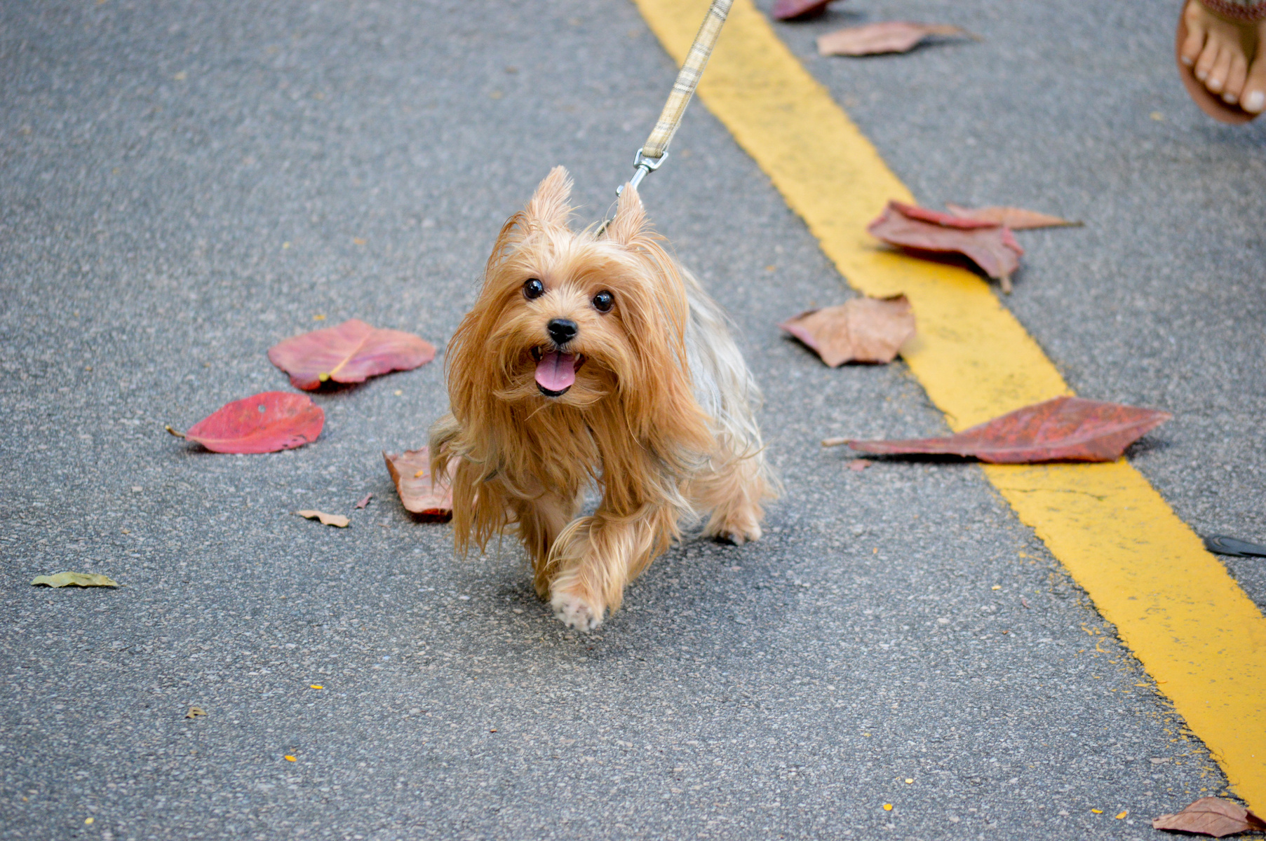 Brown Dog Walking on Asphalt Road